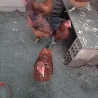 خروس محلی و جوان|حیوانات مزرعه|خشکبیجار, |دیوار