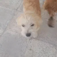 واگذاری|سگ|ساوه, |دیوار