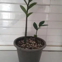 گل زامفولیا