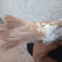 کفتر دمبی|پرنده|راور, |دیوار