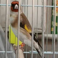 ۳ سهره جوجه قفس