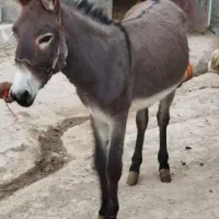 الاغ جوان|حیوانات مزرعه|گل تپه, |دیوار