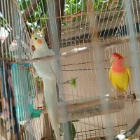 پرنده|پرنده|ایذه, |دیوار