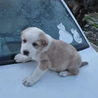 ماده آلبای|سگ|اراک, |دیوار