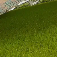 برنج محلی ممتاز دورود|خوردنی و آشامیدنی|اراک, |دیوار