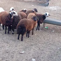 بره ماده|حیوانات مزرعه|تربتحیدریه, بالا ولایت|دیوار