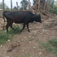 لیشه گاو جوان همراه گوساله