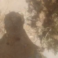 تخریب همراه پیکور