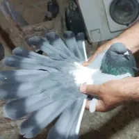 کبوترسبز