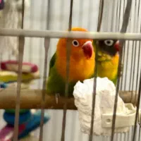 عروس هلندی و طوطی برزیلی