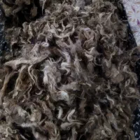 پشم گوسفند