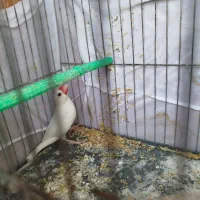 فنچ نرگسی