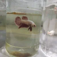 ماهی فایتر، گوپی و غذا