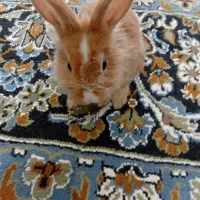 خرگوش لوپ ساده