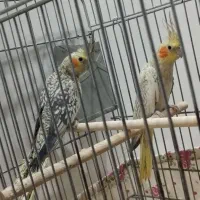 عروس هلندی کهریزک