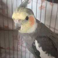 عروس هلندی رام و اهلی و خانگی|پرنده|کتالم و سادات شهر, |دیوار