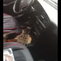 پژو 2000|خودرو سواری و وانت|گرگان, |دیوار