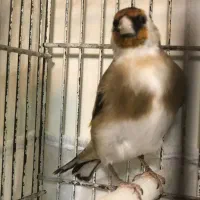 سهره جوجه نر|پرنده|ابهر, |دیوار