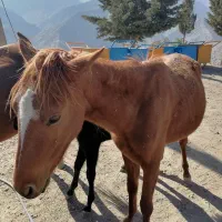 کره اسب فروشی