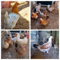 تخم مرغ 100درصد نطفه دار گلین اصیل