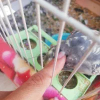 عروس هلندی سخن گو پروانه ای|پرنده|بندر گناوه, |دیوار