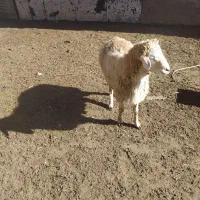 توغلی نر دامازیق|حیوانات مزرعه|سرعین, |دیوار