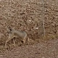 واگذاری سگ|سگ|شوط, |دیوار