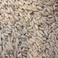 گندم آبی ودیم