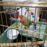 طوطی(کوتوله )|پرنده|سهند, |دیوار