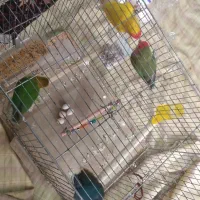 برزیلی مولد