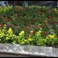 خدمات باغبانی و هرس کاری به تمام نقاط تهران|خدمات باغبانی و درختکاری|تهران, دروس|دیوار