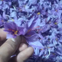 گل تازه خشک عیار بالا|خوردنی و آشامیدنی|مشهد, رضاییه|دیوار