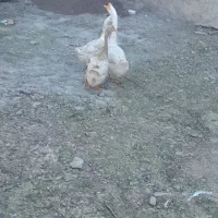 لینداتخم گذار