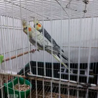 طوطی هلندی