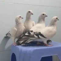 کبوتر شامی|پرنده|آذرشهر, |دیوار