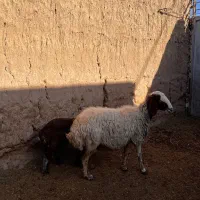 میش زایده|حیوانات مزرعه|بردسکن, |دیوار
