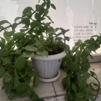 گل طبیعی ۴گلدون ۲۰۰