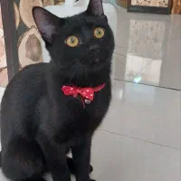 واگذاری گربه مشکی|گربه|شیراز, اصلاحنژاد|دیوار