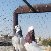 دو عدد طوقی|پرنده|شیراز, عادل آباد|دیوار