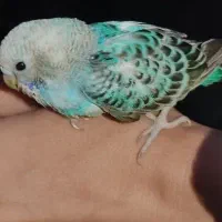 مرغ عشق و جوجه مرغ گلپایگانی معاوضه باگندم