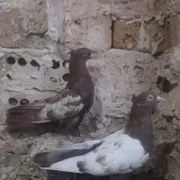 کفتریاکبوتر|پرنده|مشهد, مقصود آباد|دیوار