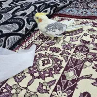 عروس هلندی