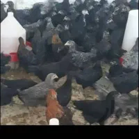 جوجه مرغ خروس محلی خالص کاملا خانگی ارسال رایگان