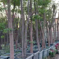 نگهداری گیاهان در بهشت زهرا باغبانی و درختکاری جهت