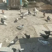 کفتر پرشی