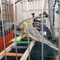 فروش یک جفت عروس هلندی بالغ