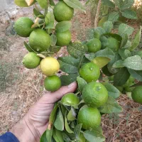 لیمو ترش تازه دره شهر