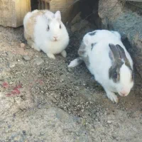 مجسمه خرگوش ماده