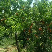 باغ هزار متری چغادون|فروش دفتر صنعتی، کشاورزی، تجاری|دورود, |دیوار