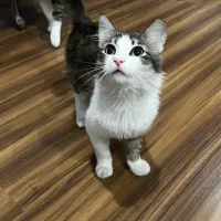 واگذاری گربه مو بلند ماده